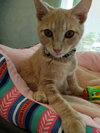 C76 Litter-Phoenix - ADOPTED