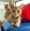C76 Litter-Phoenix - ADOPTED
