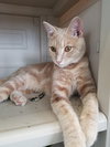 C76 Litter-Phoenix - ADOPTED