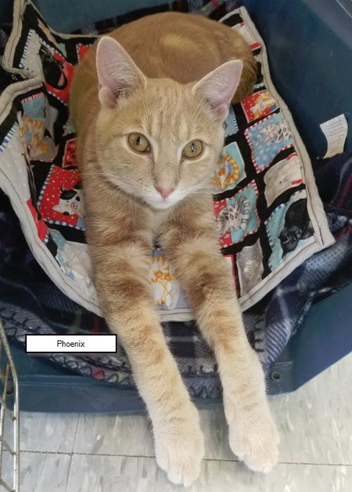 C76 Litter-Phoenix - ADOPTED