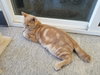 C76 Litter-Phoenix - ADOPTED