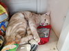 C76 Litter-Phoenix - ADOPTED