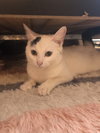 C78 Litter-Marcy, mom - ADOPTED