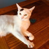 C78 Litter-Marcy, mom - ADOPTED