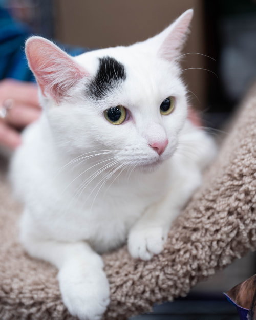 C78 Litter-Marcy, mom - ADOPTED