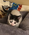 C78 Litter-Linus -
