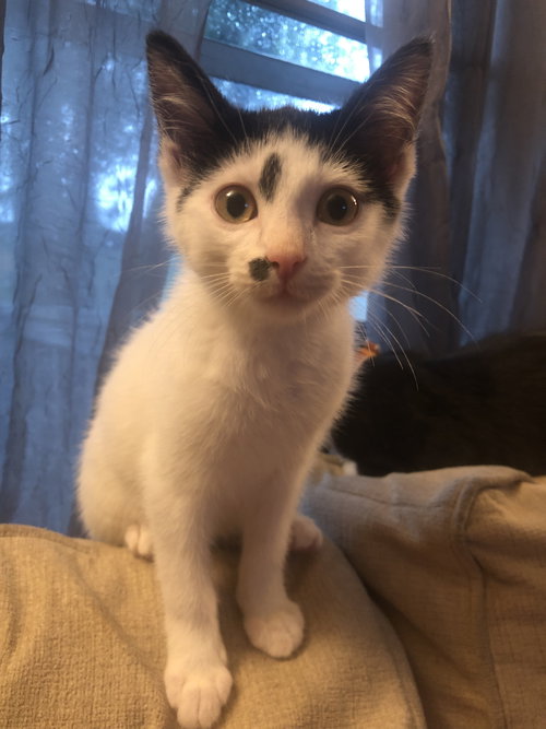 C78 Litter-Linus -