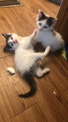 C78 Litter-Linus -