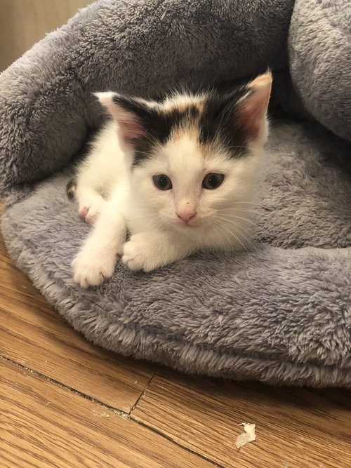 C78 Litter-Lucy