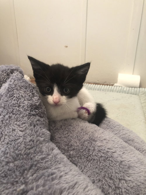 C78 Litter-Patty - ADOPTED