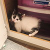 C78 Litter-Sal - ADOPTED