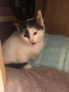 C78 Litter-Sal - ADOPTED