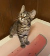 C80 Litter-Forest - ADOPTED