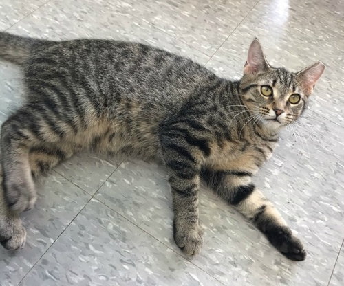 C80 Litter-Forest - ADOPTED