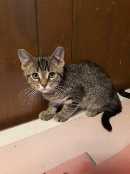 C80 Litter-Jenny - ADOPTED