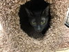 Charlie - PSP - ADOPTED