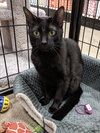 Charlie - PSP - ADOPTED