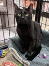 Charlie - PSP - ADOPTED