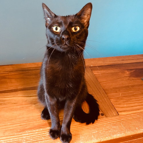 Charlie - PSP - ADOPTED