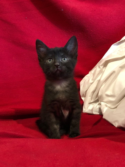 C79 Litter-Gamora- ADOPTED