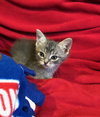 C79 Litter-Loki-ADOPTED