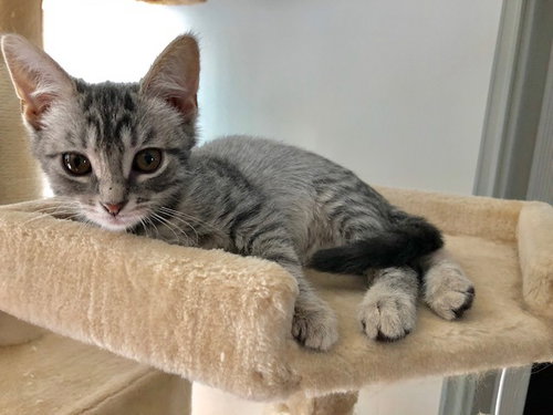 C79 Litter-Loki-ADOPTED