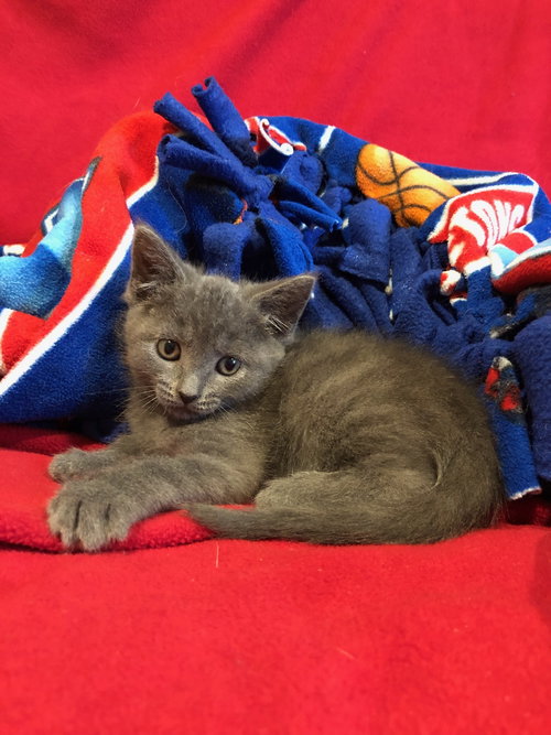 C79 Litter-Nebula - ADOPTED