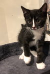C79 Litter-Pepper Potts-PSP - ADOPTED