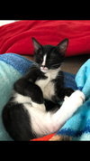 C79 Litter-Pepper Potts-PSP - ADOPTED