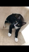 C79 Litter-Pepper Potts-PSP - ADOPTED