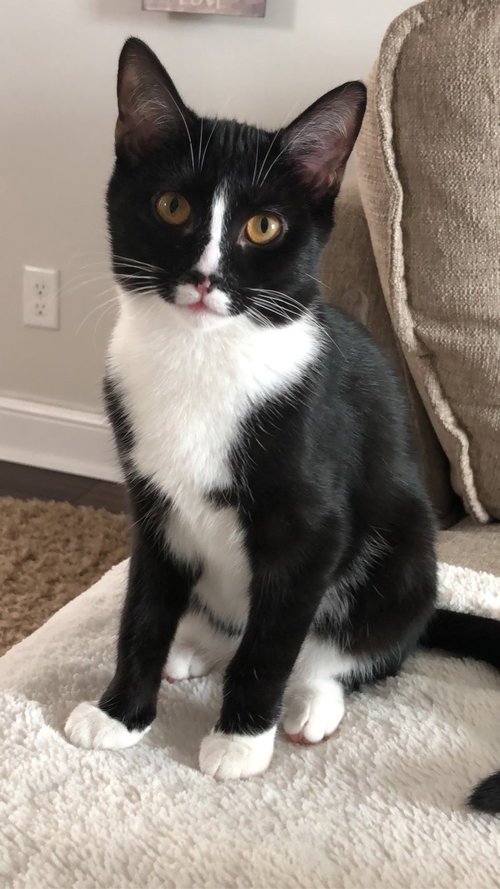 C79 Litter-Pepper Potts-PSP - ADOPTED