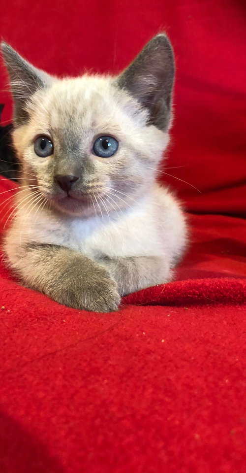 C79 Litter-Thor - ADOPTED