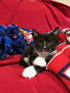 C79 Litter-Tippy-ADOPTED