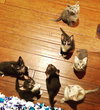 C79 Litter-Tippy-ADOPTED