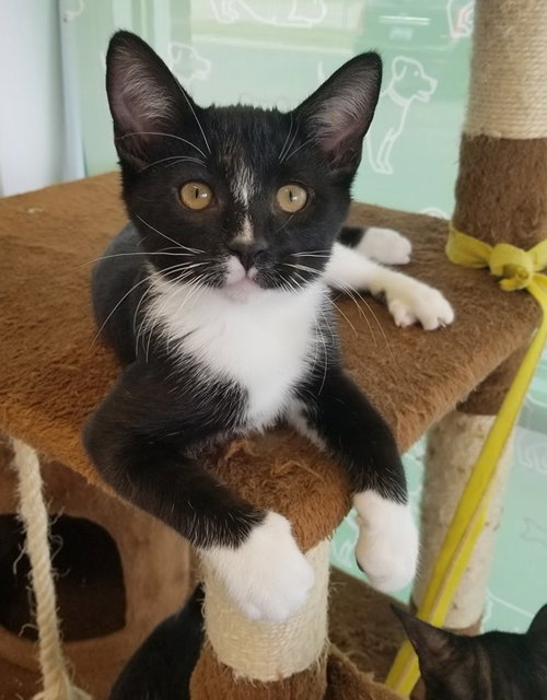 C79 Litter-Tippy-ADOPTED