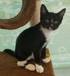 C79 Litter-Tippy-ADOPTED