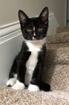 C79 Litter-Tippy-ADOPTED