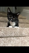 C79 Litter-Tippy-ADOPTED