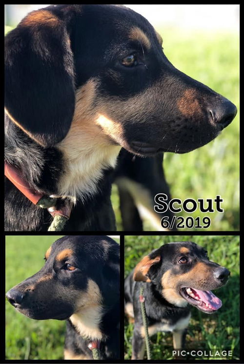 Scout