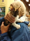 C81 Litter-Windy - ADOPTED