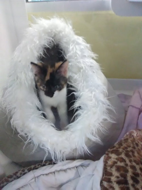 C81 Litter-Windy - ADOPTED