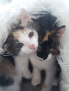 C81 Litter-Windy - ADOPTED