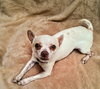 Casanova - ADOPTED