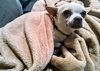 Casanova - ADOPTED