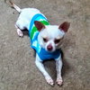 Casanova - ADOPTED