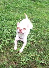 Casanova - ADOPTED