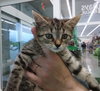 C82 Litter-Claire - ADOPTED