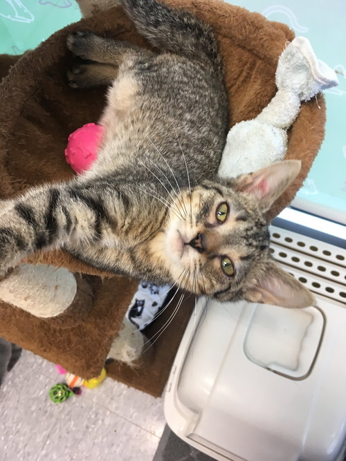 C82 Litter-Claire - ADOPTED