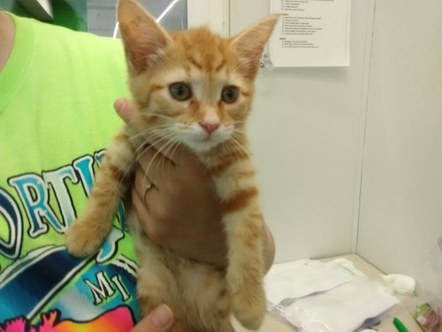C82 Litter-Echo - ADOPTED