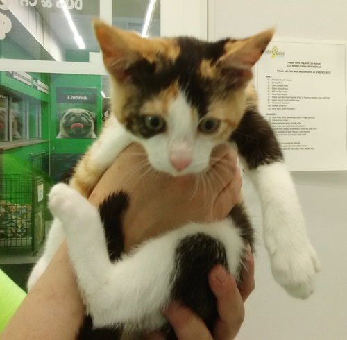C82 Litter-Rosie - ADOPTED